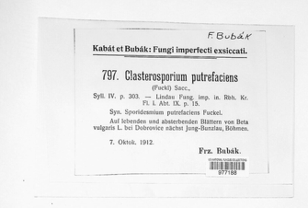 Stemphylium vesicarium image